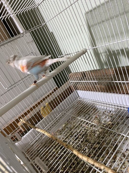 Продам канареек срочно