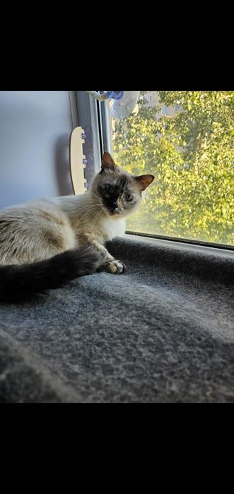 Ищем дом для кошечки