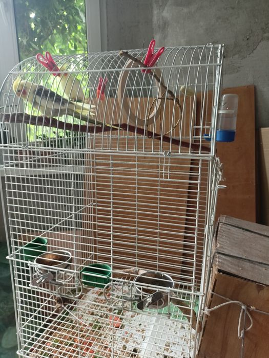 Продам пару карелл с клеткой.