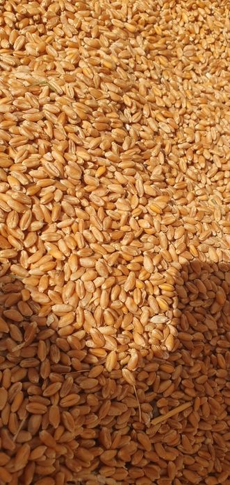 Vând grâu de panificație