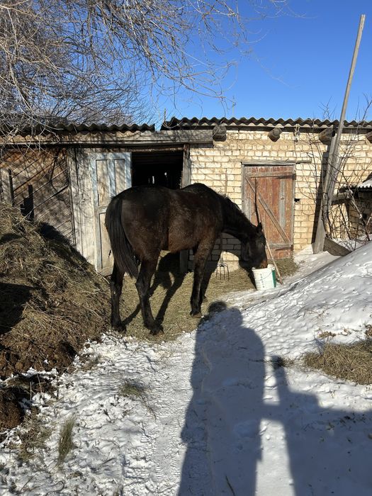 Семіз ат сатылады