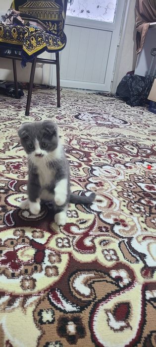 Мушукча сотилади