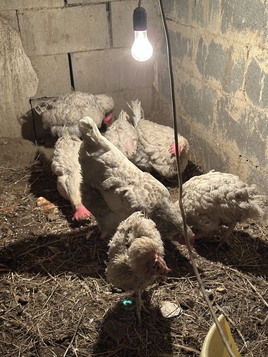 Легорн Куры Несушки