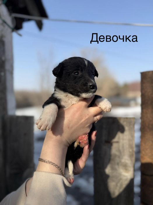 Отдам щенков в добрые руки