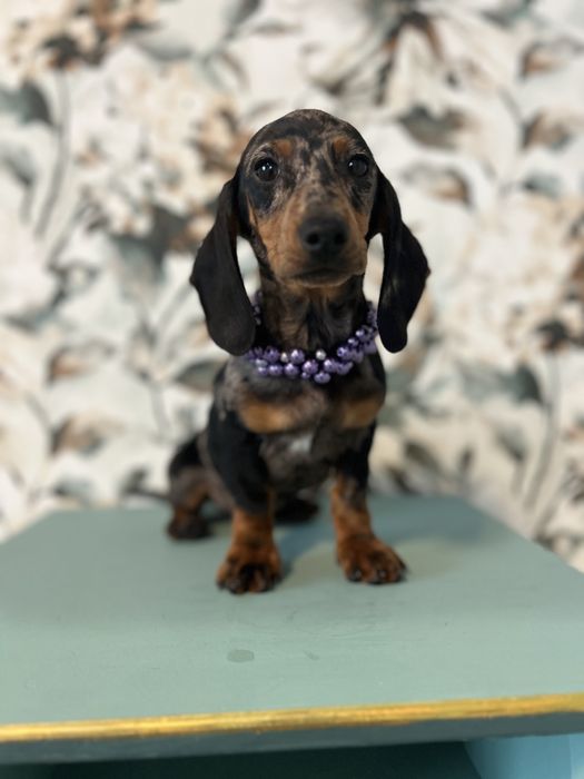 Femela teckel din parinti cu Pedigree FCI