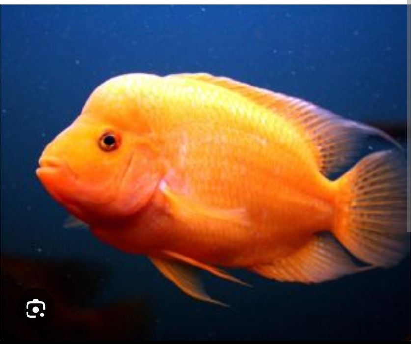 Аквариум оборудованный