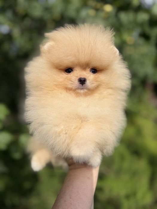 Щенки померанского шпица