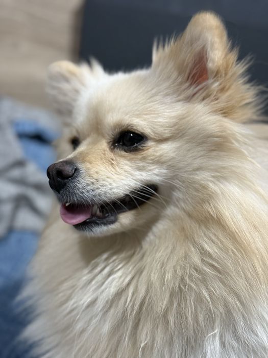 Померан/немски шпиц