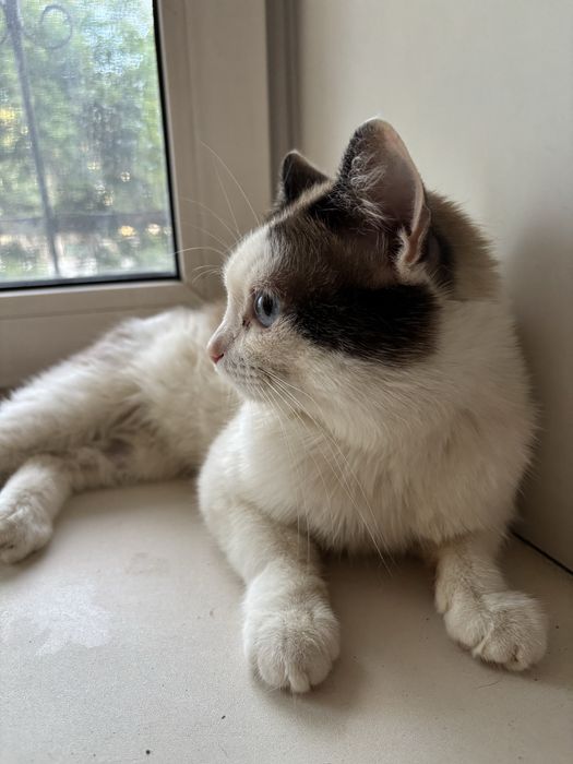 Кот на передержке