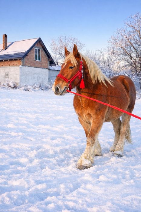 Manz 1 an jumate comtois franta