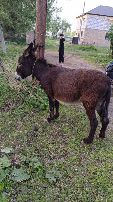 Продаеться  ешак