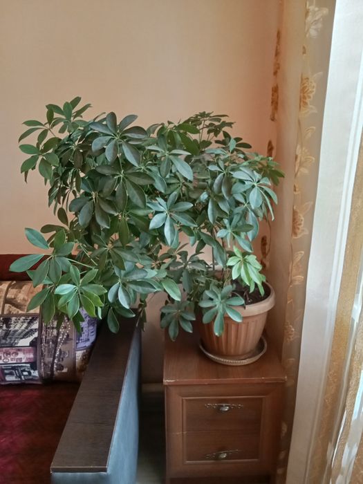 Комнатные растения