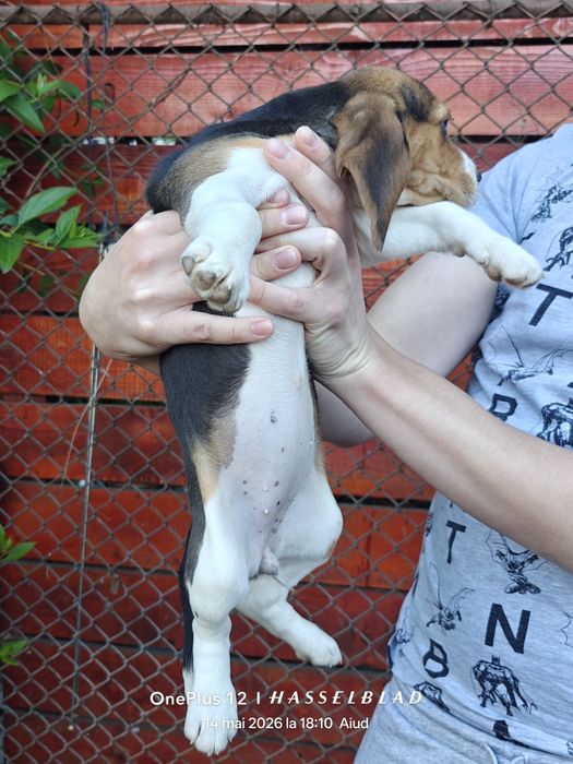 Cățeluși Beagle născuți în 19 martie