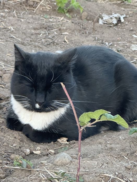 Motanel pentru adoptie