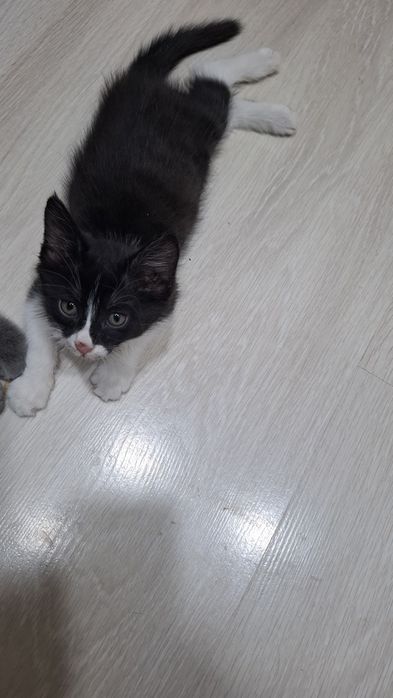 Отдам двухмесячного котёнка заботливым людям