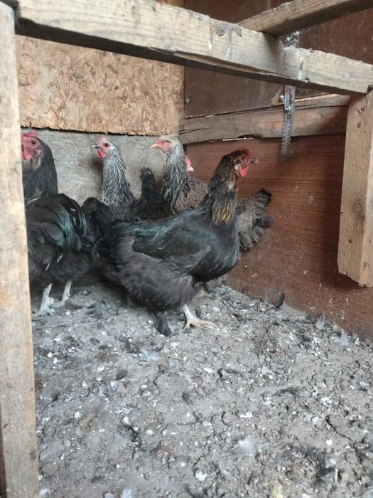 Продаётся куры разные