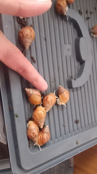 Ахатина фулика улитка