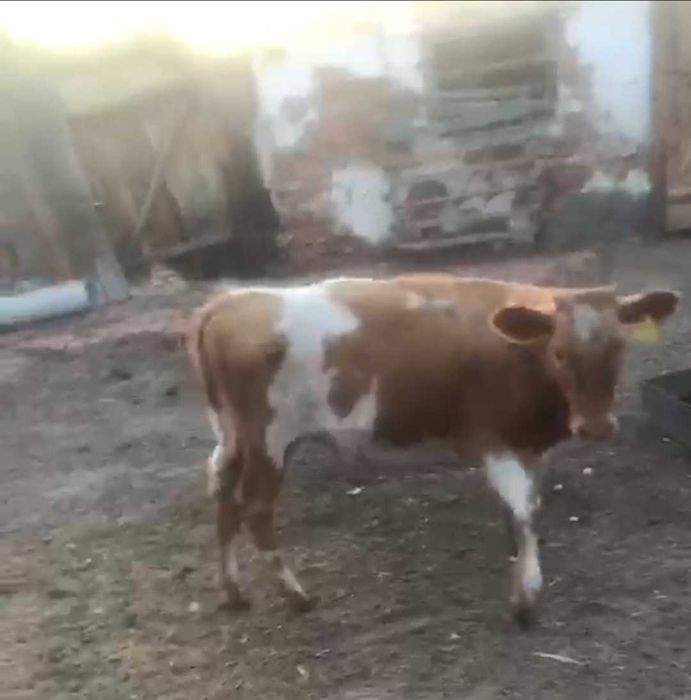 Продам тёлочку, 6 месяцев