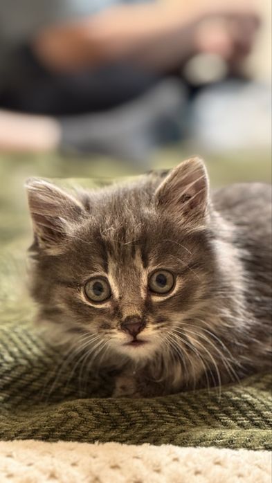 Котенок в поиске дома