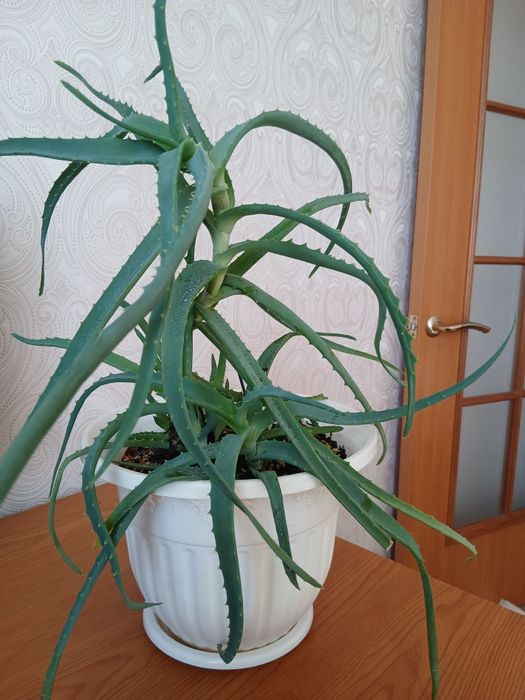 Древовидное лечебное алоэ