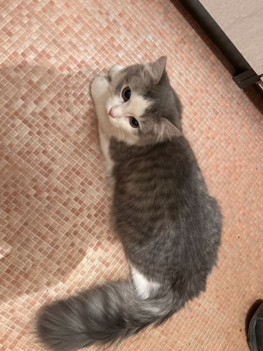 Отдом кошку 10000