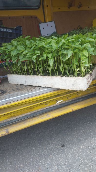 Приемам поръчки за разсад 2026г