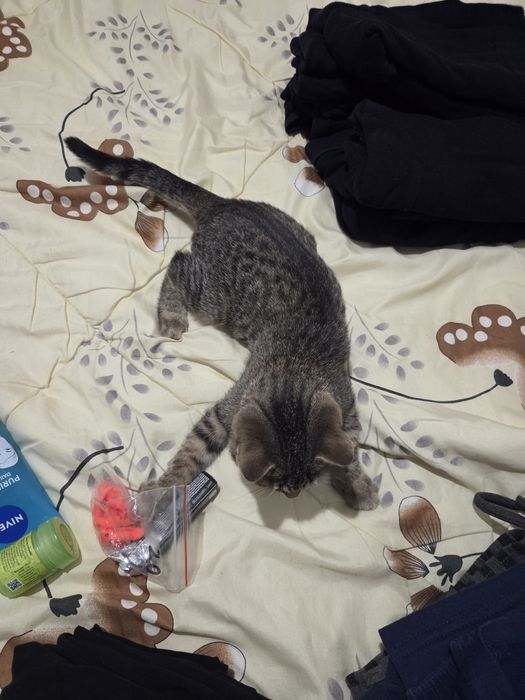 Подарявам женско коте