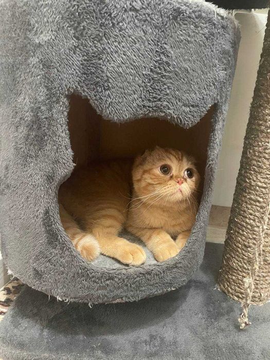 Skotish folt 1 yosh o‘g‘il bola