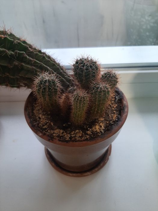 Продам отростки кактуса