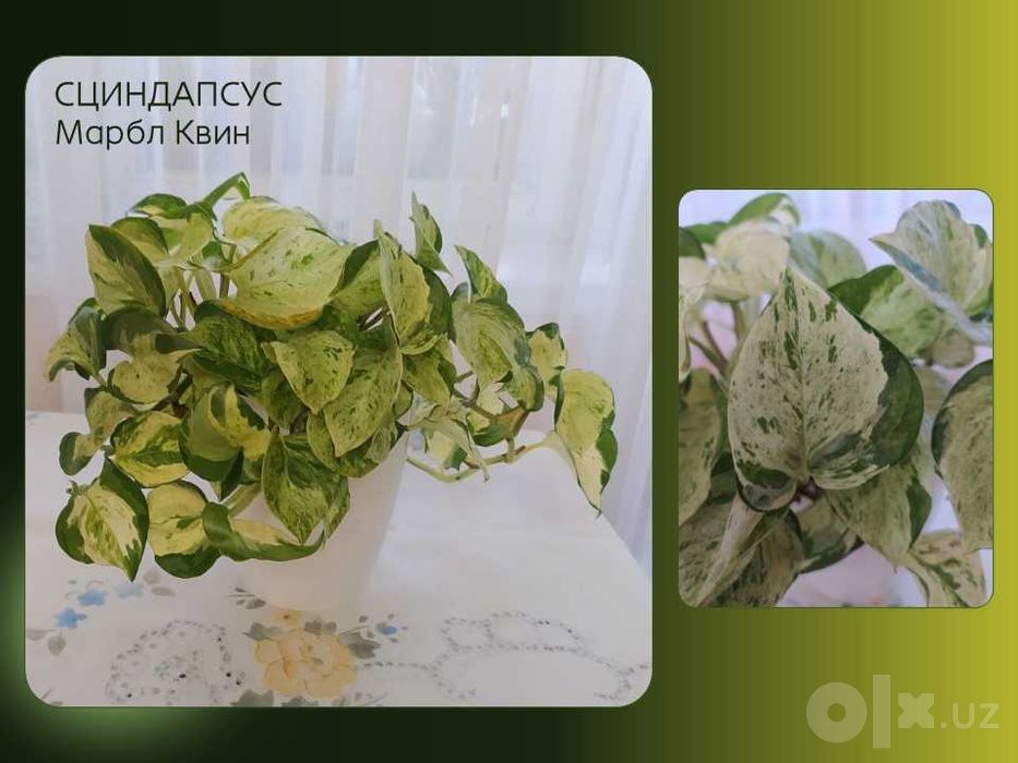 Сциндапсусы, аглаонемы, хойи. Комнатные цветы для дома, для офиса