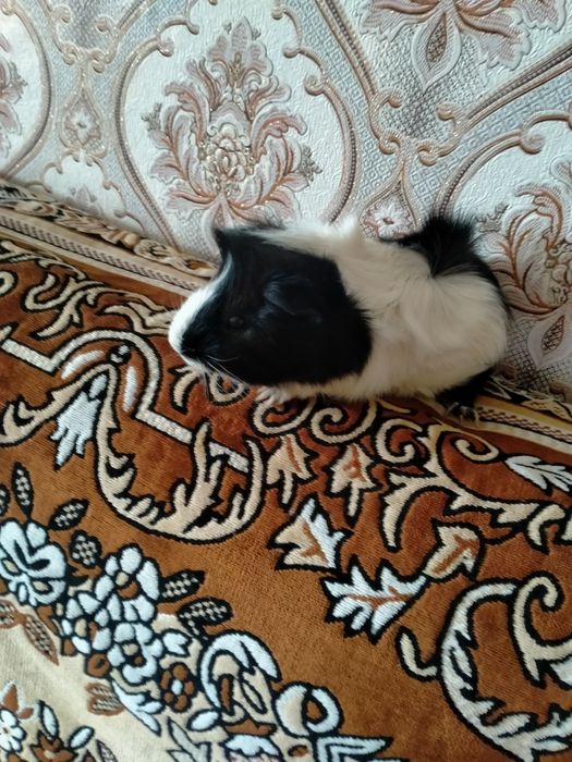 Продам морскую свинку