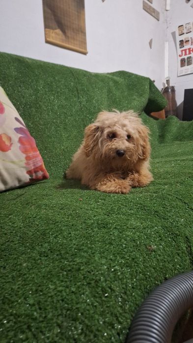 Пудел Той пуделче момиче