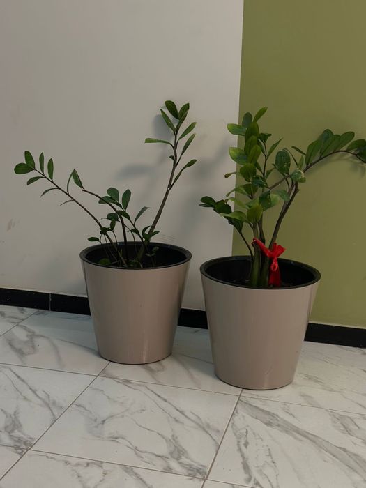 Продам долларовое дерево