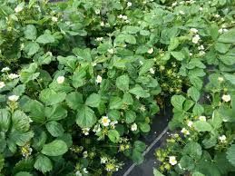 Agrotextil=Ideala Plantatie Capsuni 1x100ml=295lei; 0,5x100ml=203lei