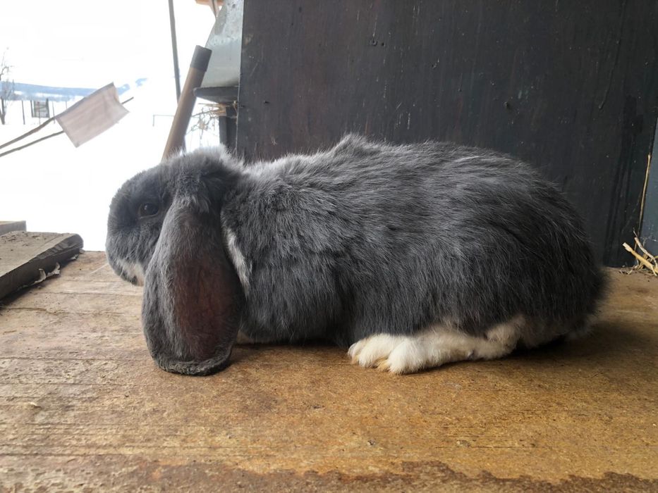 Vand iepure berbec german