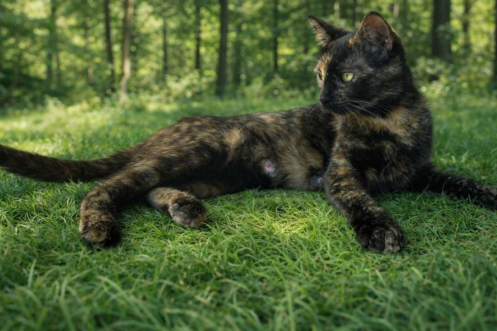 Donez pisica - pentru adoptie