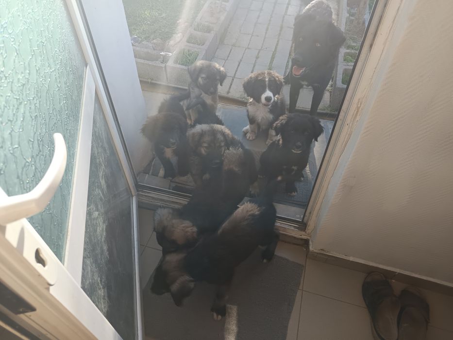 Cateluși ciobanesti adoptie