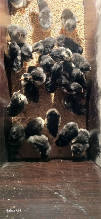 Toza Qora Shaxzoda 1 kunlidan 1 haftaligachon jo'jalari sotiladi