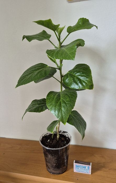 Гибискус комнатный