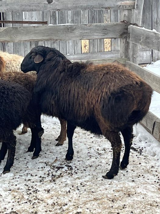 Продам кошкара,на племя