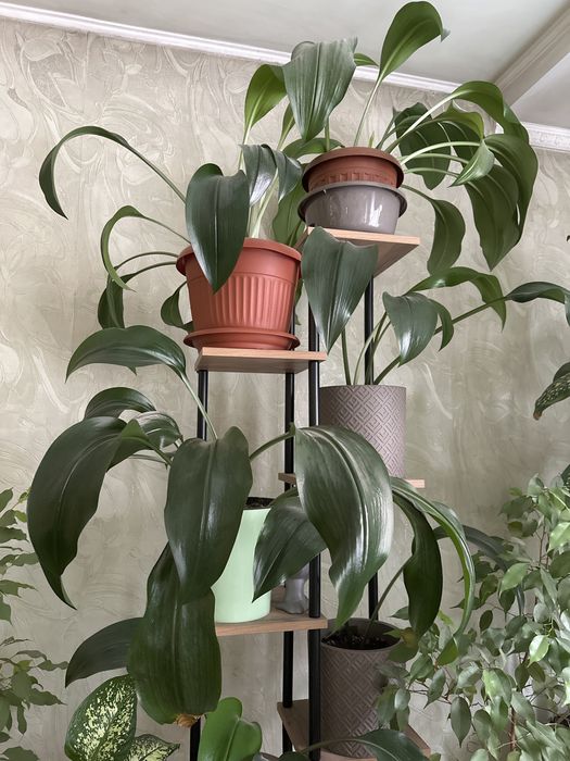 Эухарис амазонский