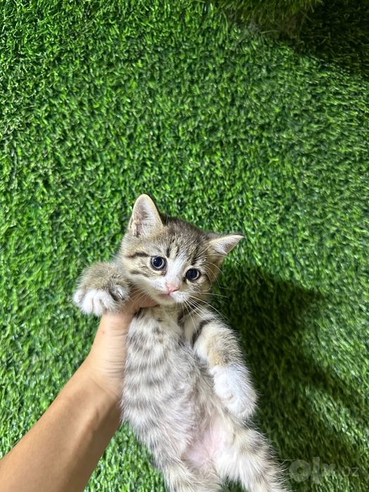 3 ta mushukcha bepul beriladi