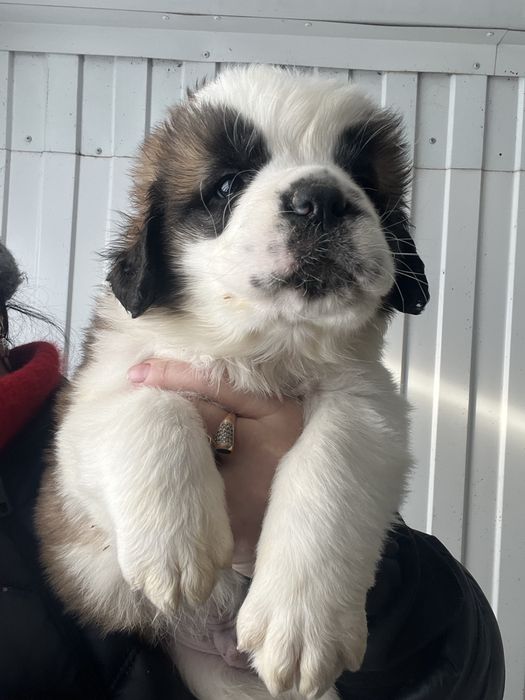 Продаем щенков сенбернара