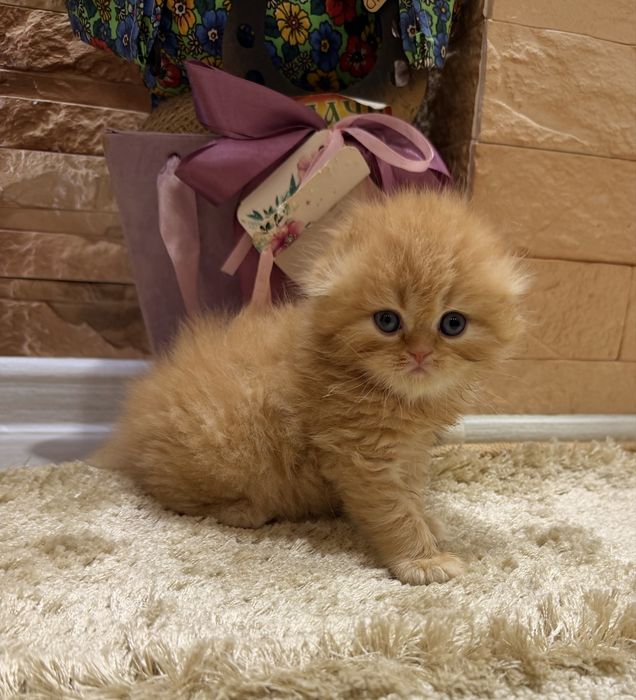 Шотланский Скоттиш Фолд!