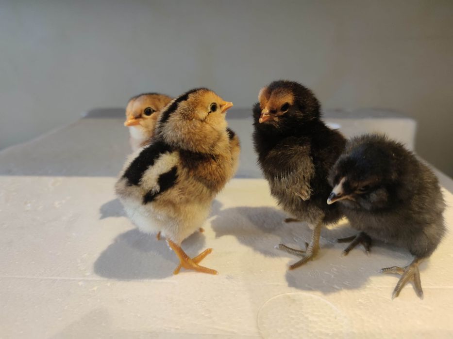 Vand pui Australorp, Plymouth, Marans, Araucana, Ameraucana,  pitice
