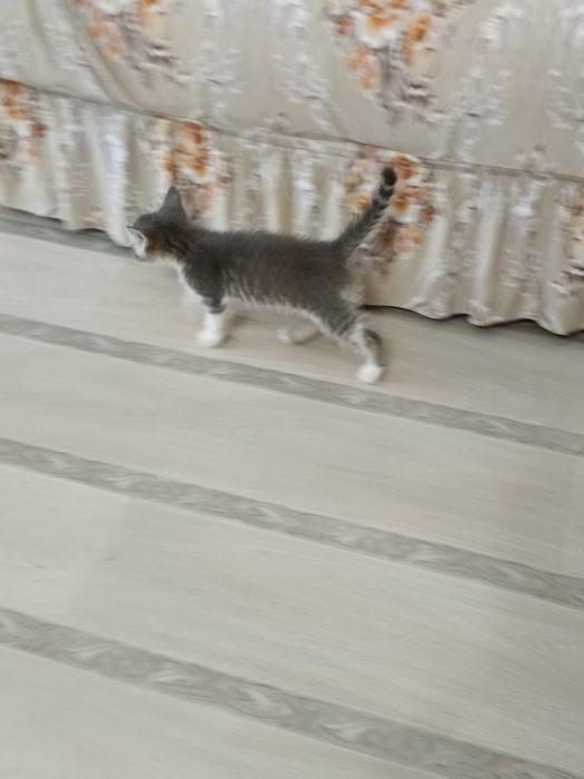 Котёнок мальчик 2026