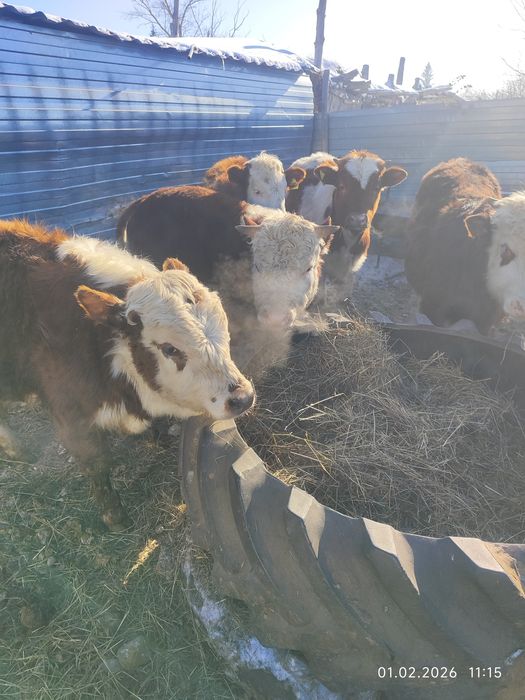 Продам молодняк..