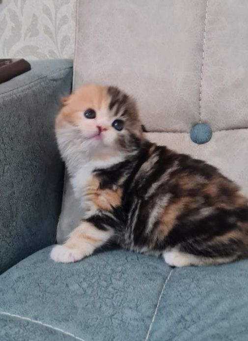 Продаются вислоухие котята