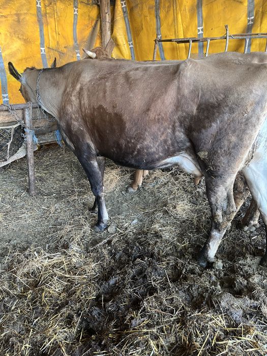 Vând două vaci gestante Și două purcele