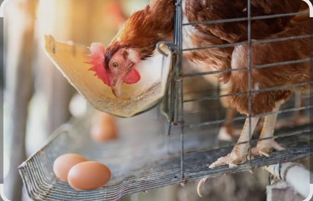 Товук уйлари сотилади